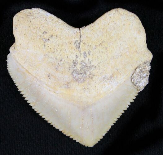 Nice Squalicorax (Crow Shark) Fossil Tooth #23497